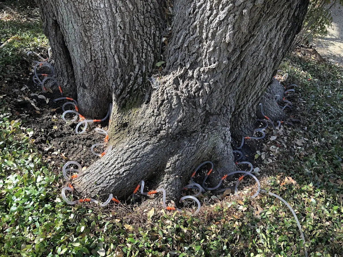 Detailed Tree Cabling and Bracing job site in Monticello